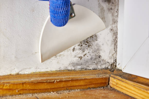 Best Mold-Related Health Consultation  in Inglis, FL